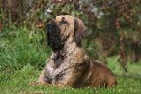 FILA BRASILEIRO